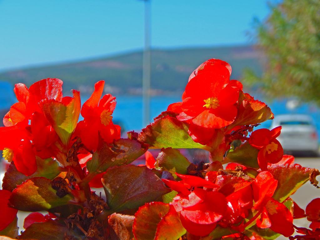 Apartmani Sindik Tivat Zewnętrze zdjęcie